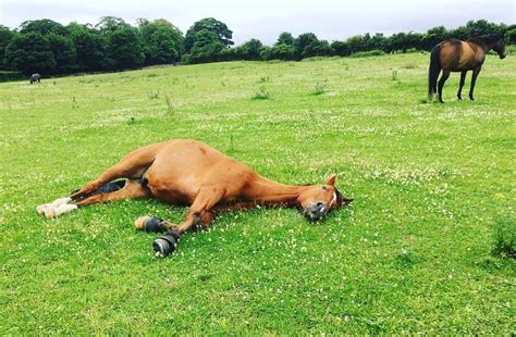 horse laying down in field